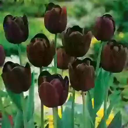 Queen of the Night